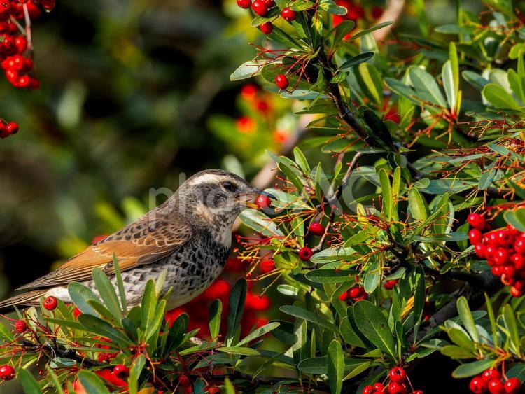 木の実を食べるツグミ ツグミ,野鳥,鳥の写真素材