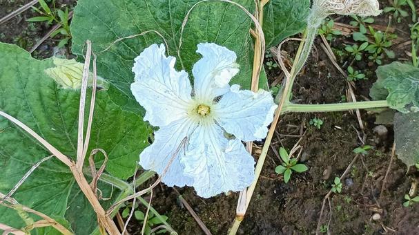 ユウガオの花 ユウガオ,花,ゆうがおの写真素材