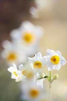 水仙3 スイセン,コピースペース,冬の花の写真素材