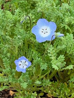 ネモフィラの写真