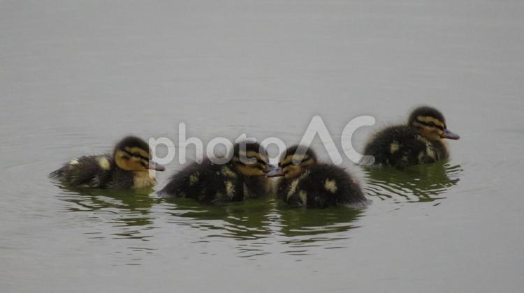 愛嬌たっぷりのマガモの雛たち マガモ,鴨,カモの写真素材