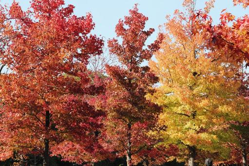 コウヨウ・紅葉　自然風景 樹木,葉,色づくの写真素材