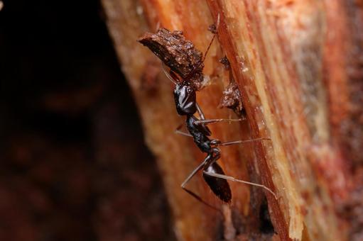 アギトアリ アギトアリ,アリ,蟻の写真素材