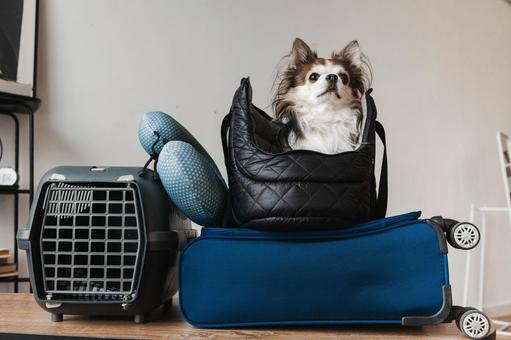 キャリーバッグの上にあるキルトバッグに犬と横にゲージ キャリーバッグの上にあるキルトバッグに犬と横にゲージ 犬,チワワ,小型犬の写真素材