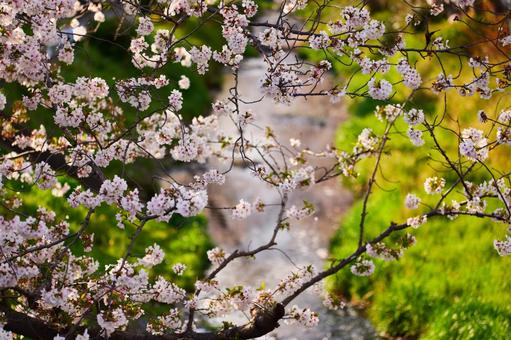 川沿いに咲く桜4 川沿いに咲く桜4 桜,花,川の写真素材