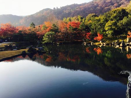 紅葉 紅葉の写真