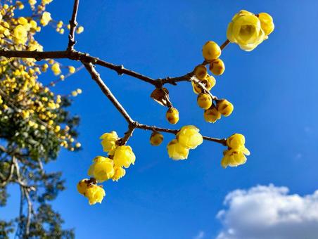 冬の青空とロウバイの花 ロウバイ,蝋梅,ソシンロウバイの写真素材
