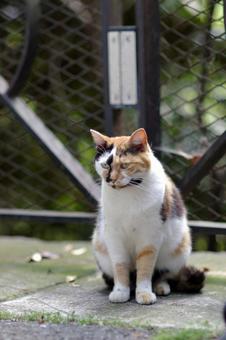 A calico cat in a back alley standing in front of a fence, cat, nora cat, san mao cat, JPG