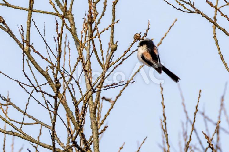 エナガ⒁ 野鳥,エナガ,エナガ科の写真素材