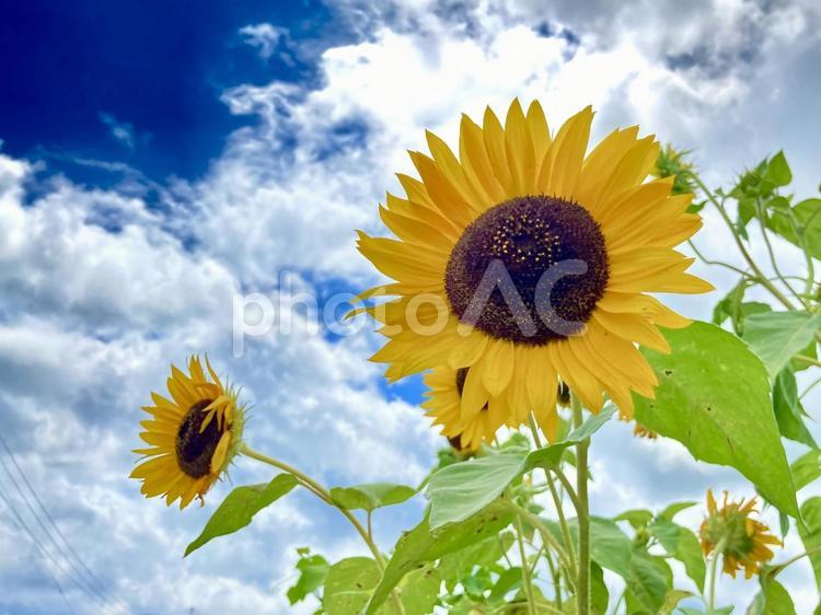 彼方を見つめるヒマワリ ひまわり,sunflower,青空の写真素材
