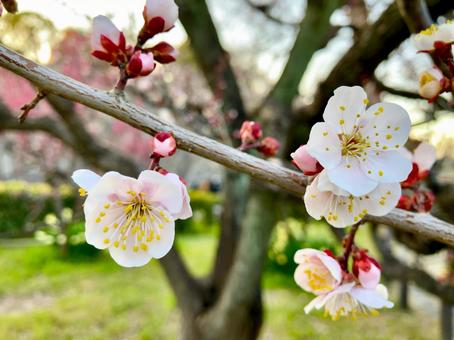 早春に咲く梅 早春に咲く梅 梅,ウメ,花の写真素材