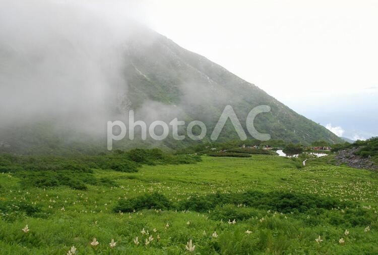 中央アルプス駒ヶ岳　霧の千畳敷カール 駒ヶ岳,高山植物,千畳敷カールの写真素材