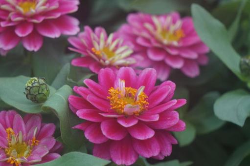 Zinnia, JPG