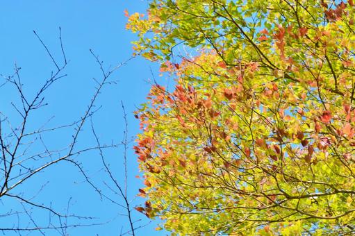 美しい空と秋模様 美しい空と秋模様 秋,紅葉,森の写真素材