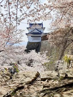 รูปถ่าย, ปราสาท tsuyama, ต้นเชอร์รี่, การเตรียมแจว, 
