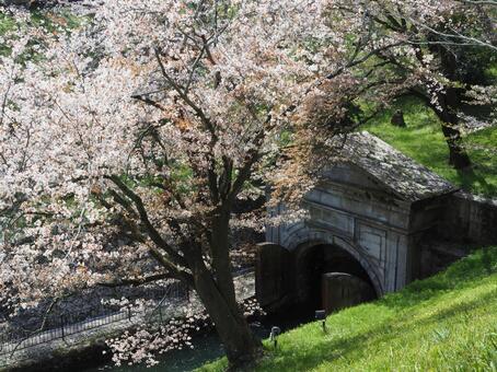 琵琶湖疎水 三井寺,琵琶湖疎水,桜の写真素材