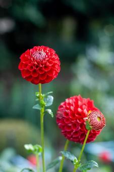 情熱の赤いダリア ダリア,赤,自然の写真素材