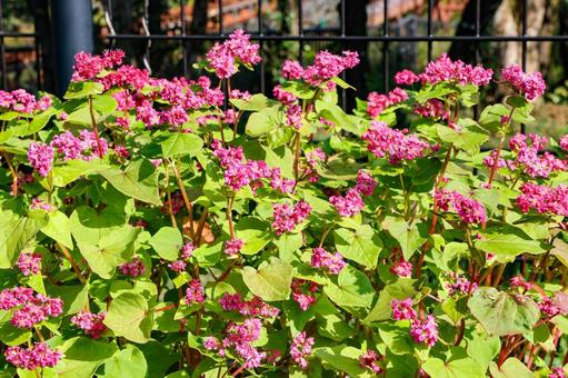 山茶花高原　赤ソバの花 赤ソバ,赤蕎麦,ソバの写真素材