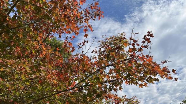 紅葉2 紅葉2 秋,紅葉,もみじの写真素材