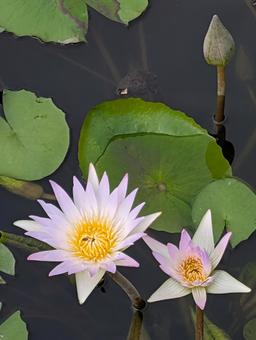 水蓮 水蓮の写真