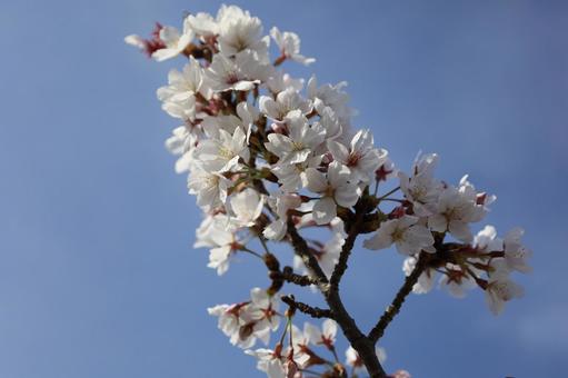Cherry blossom branch, JPG