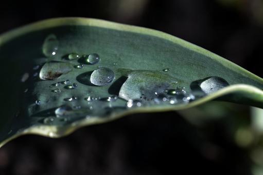 雨上がりの葉 雨上がりの葉の写真