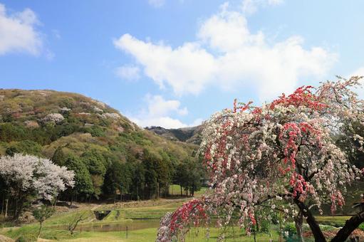 茨城県高峯の山桜 茨城県高峯の山桜 高峯,桜川市,山桜の写真素材