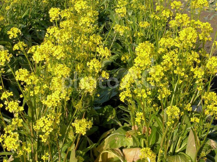 黄色い花 冬,冬の花,植物の写真素材