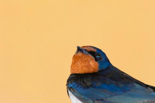 振り返る姿のツバメのクローズアップ ツバメ,鳥,野鳥の写真素材