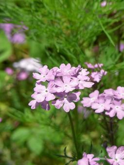 草むらに咲くピンク色のバーベナの花 バーベナ,花,植物の写真素材