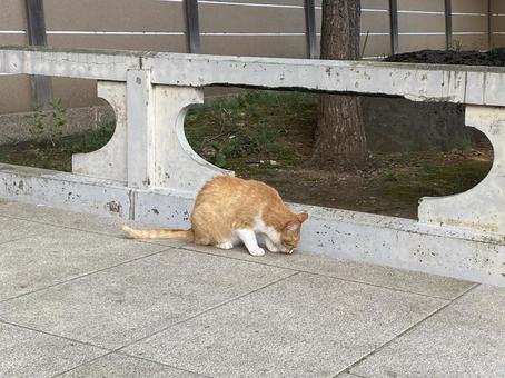 近所の猫ちゃん 近所の猫ちゃんの写真