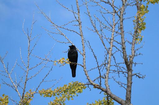 青空と銀杏の落葉した枝にとまるカラス 青空,銀杏,落葉の写真素材