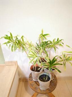 観葉植物 ソングオブインディア4号鉢植え 観葉植物 ソングオブインディア4号鉢植え 観葉植物,ソングオブインディア,ドラセナの写真素材