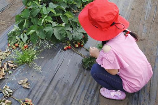 Photo, strawberry, strawberry picking, fruit picking, 