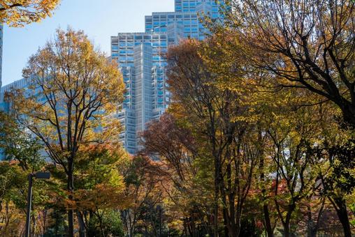 東京都庁と紅葉の風景 11 東京都庁,新宿,都庁の写真素材