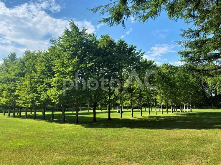 草原と林 木,風景,自然の写真素材