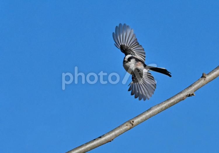 羽ばたくエナガ1 エナガ,野鳥,羽を広げるの写真素材