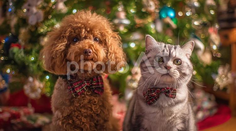 犬と猫のクリスマス撮影・プレゼント・行事 犬と猫,クリスマス,プレゼントの写真素材