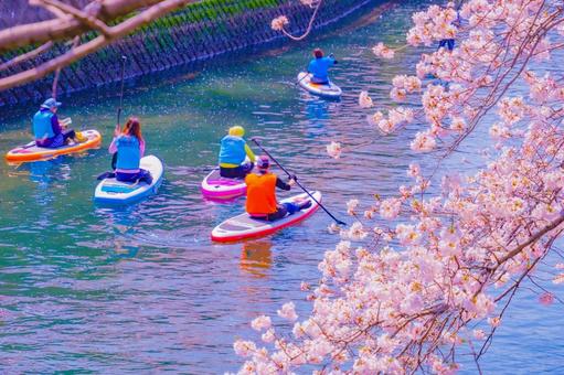 桜並木と川の風景 桜並木と川の風景 桜,川,supボードの写真素材
