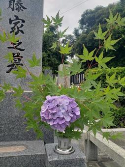 Grave and hydrangea, JPG Grave and hydrangea, JPG
