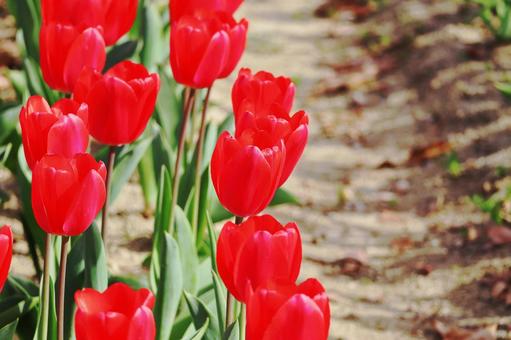 Red tulips, JPG