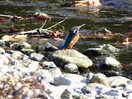 岩の上に立つカワセミ 岩の上に立つカワセミの写真
