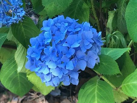 青い紫陽花の写真