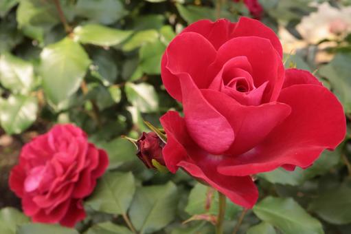 バラ園の赤い薔薇を撮影しました バラ園の赤い薔薇を撮影しましたの写真