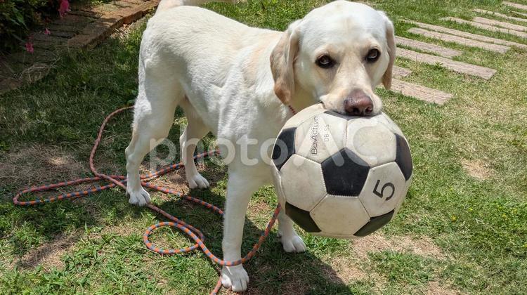 一緒に遊ぼ！ サッカーボール,犬,ペットの写真素材