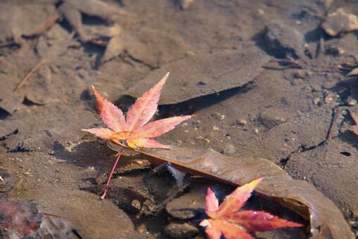 水に浮かぶ紅葉 紅葉,朱,陽射しの写真素材