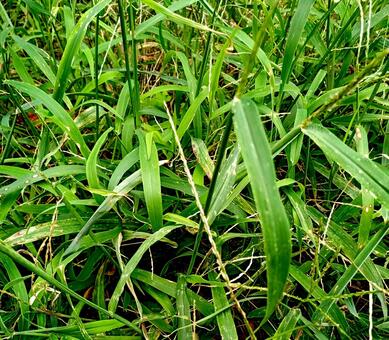 鋭利な葉を持つ植物の茂みのアップ 鋭利,葉,植物の写真素材