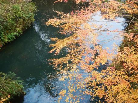 谷川の紅葉 川,谷,紅葉の写真素材