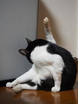 毛繕いする猫 毛繕いする猫 猫,毛繕い,ネコの写真素材
