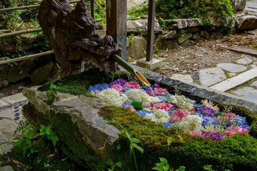 奥州柳津虚空蔵尊(25) 奥州柳津虚空蔵尊(25) 寺,アジサイ,手水舎の写真素材
